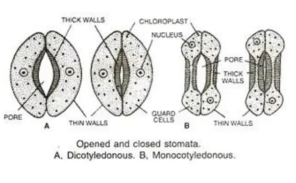 Stomatal Dynamics