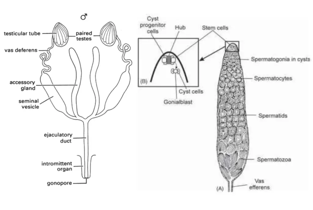 Male reproductive system in insects