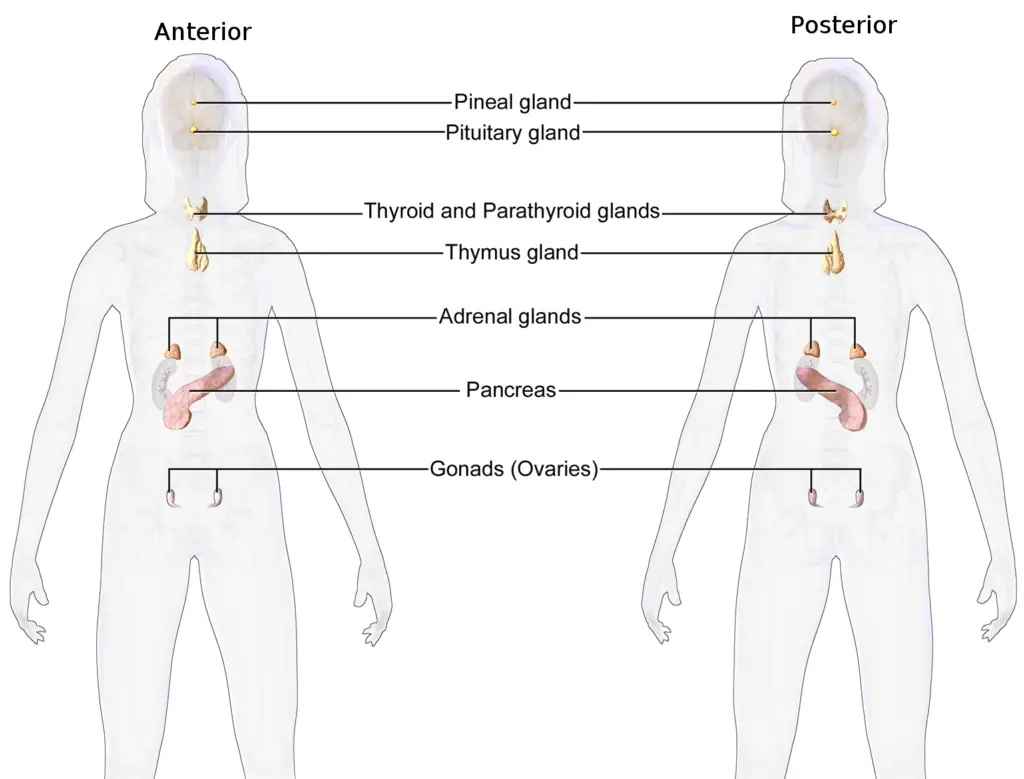 Endocrine System