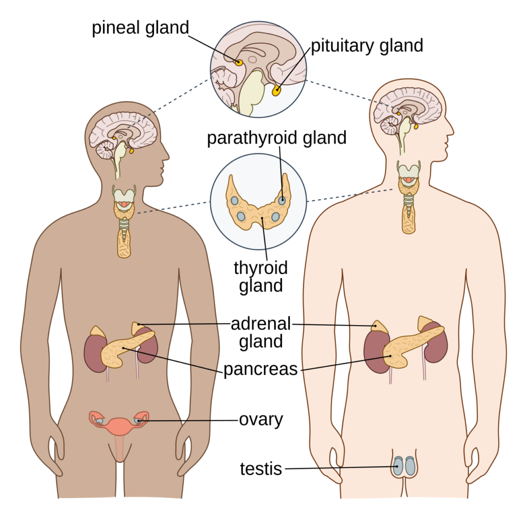 Main glands of the human endocrine system
