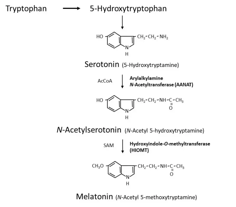 Melatonin synthesis in the pineal gland.

