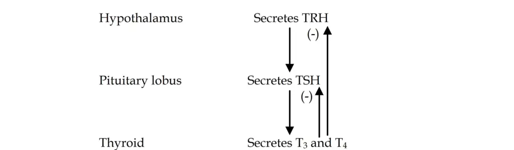 Hypothalamus-hypophysis-thyroid axe