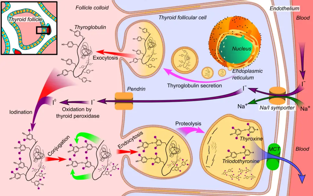 Synthesis of the thyroid hormones