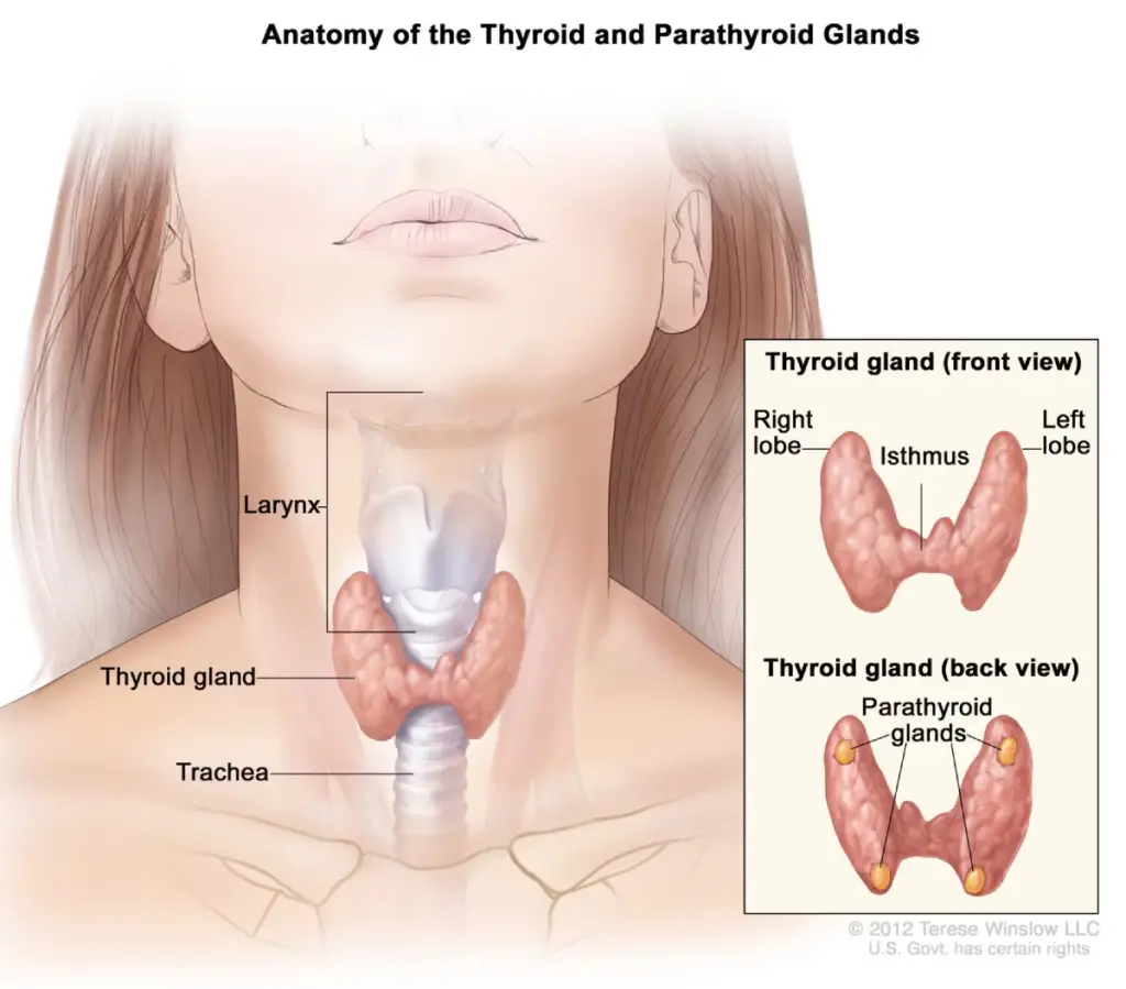 Parathyroid Gland