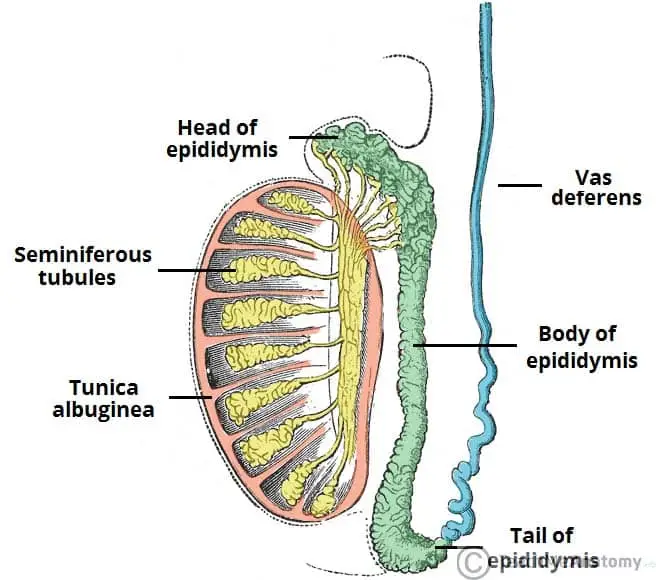 Structure of the testes and epididymis.

