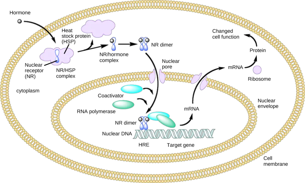 An intracellular nuclear receptor (NR) resides in the cytoplasm, bound to a heat shock protein (HSP). When a hormone binds to the receptor, it releases from the HSP and moves into the nucleus. There, the hormone-receptor complex attaches to a hormone response element (HRE) on DNA, initiating gene transcription and translation. The resulting protein product then influences cell function.






