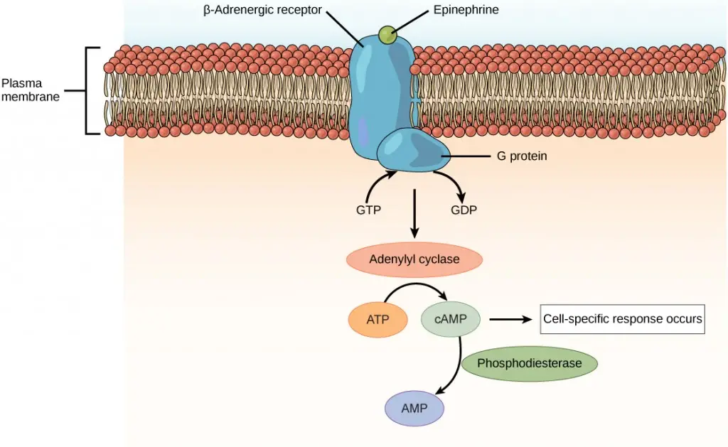 Epinephrine and norepinephrine, which are derived from amino acids, bind to beta-adrenergic receptors on cell membranes. This binding activates a G-protein, leading to the activation of adenylyl cyclase, which converts ATP to cyclic AMP (cAMP). cAMP serves as a second messenger, triggering specific cellular responses. The signal is terminated by the enzyme phosphodiesterase, which breaks down cAMP.











Epinephrine and norepinephrine, which are derived from amino acids, bind to beta-adrenergic receptors on cell membranes. This binding activates a G-protein, leading to the activation of adenylyl cyclase, which converts ATP to cyclic AMP (cAMP). cAMP serves as a second messenger, triggering specific cellular responses. The signal is terminated by the enzyme phosphodiesterase, which breaks down cAMP.






