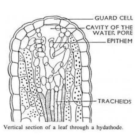 Hydathodes