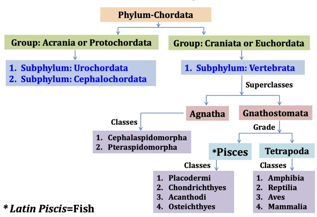 Position of Fishes in Phylum Chordata