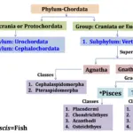 Position of Fishes in Phylum Chordata