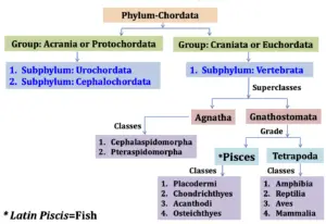 Classification of Fish (pisces) – Systematic Classification and Based on feeding habit, habitat and manner of reproduction