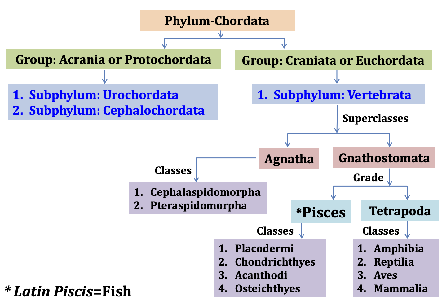 Position of Fishes in Phylum Chordata