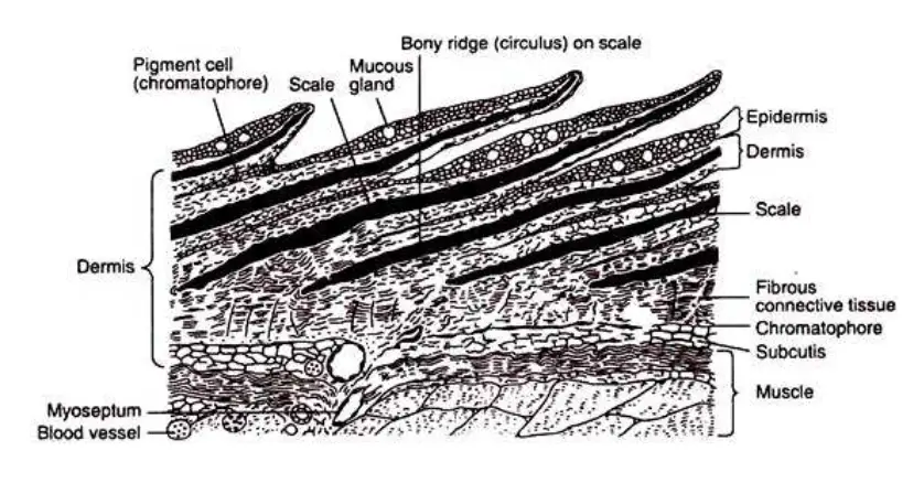 Section of Fish Skin (Source: General Biology supply House)