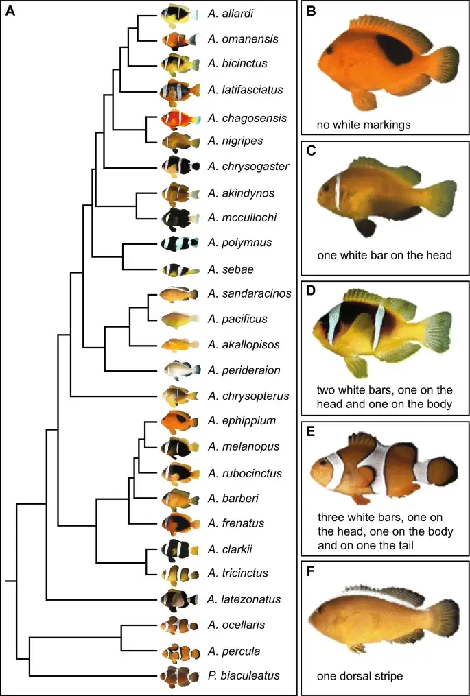 Pigmentation & colouration in fishes