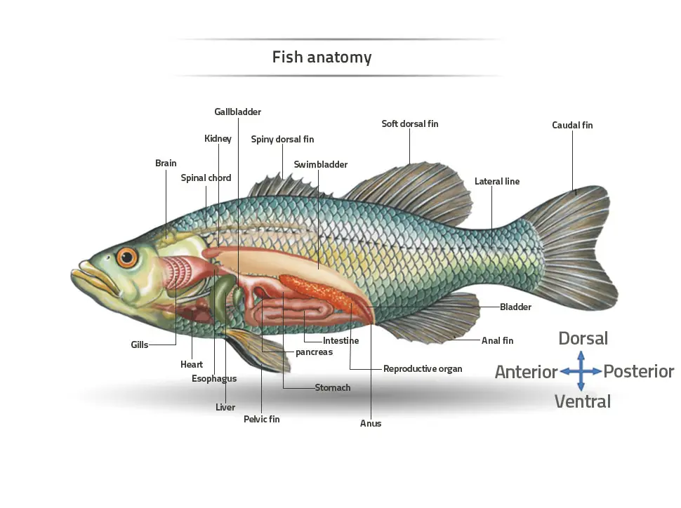 Fish Fins - Structure, Types, Functions - Biology Notes Online