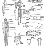 Structure of swim bladder in fishes: (A) Polypterus (B) Protopterus (C) Gymnarchus (D) Amia and Lepisosteus (E) Acipenser (F) Clupea harengus (G) Essox (H)Gadus (I) Otolithus (J) Corvina lobata (K) Pangassius