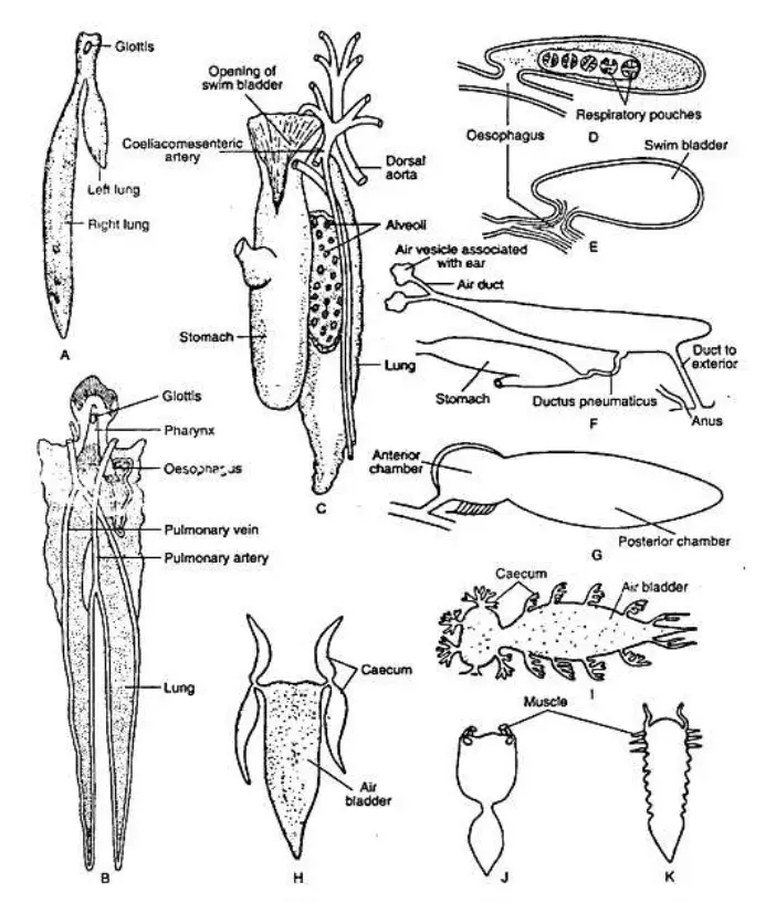 Structure of swim bladder in fishes: (A) Polypterus (B) Protopterus (C) Gymnarchus (D) Amia and
Lepisosteus (E) Acipenser (F) Clupea harengus (G) Essox (H)Gadus (I) Otolithus (J) Corvina lobata (K)
Pangassius