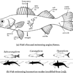 Locomotion of Fish