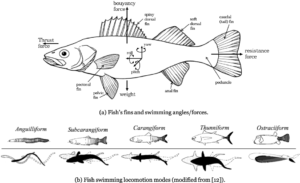 Locomotion of Fish – Types, Mechanism, Examples