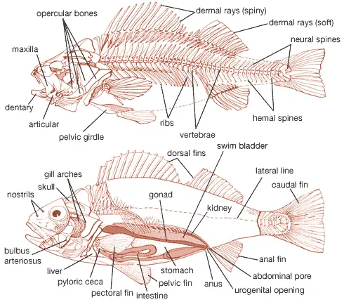 Internal structure of fishes