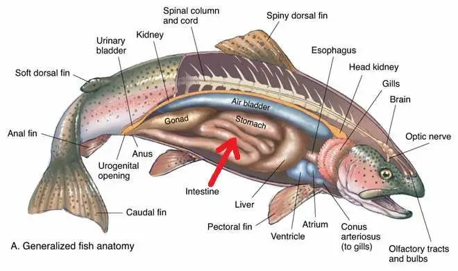 anatomy of a fish