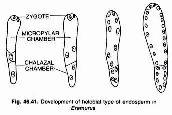 Helobial Endosperm