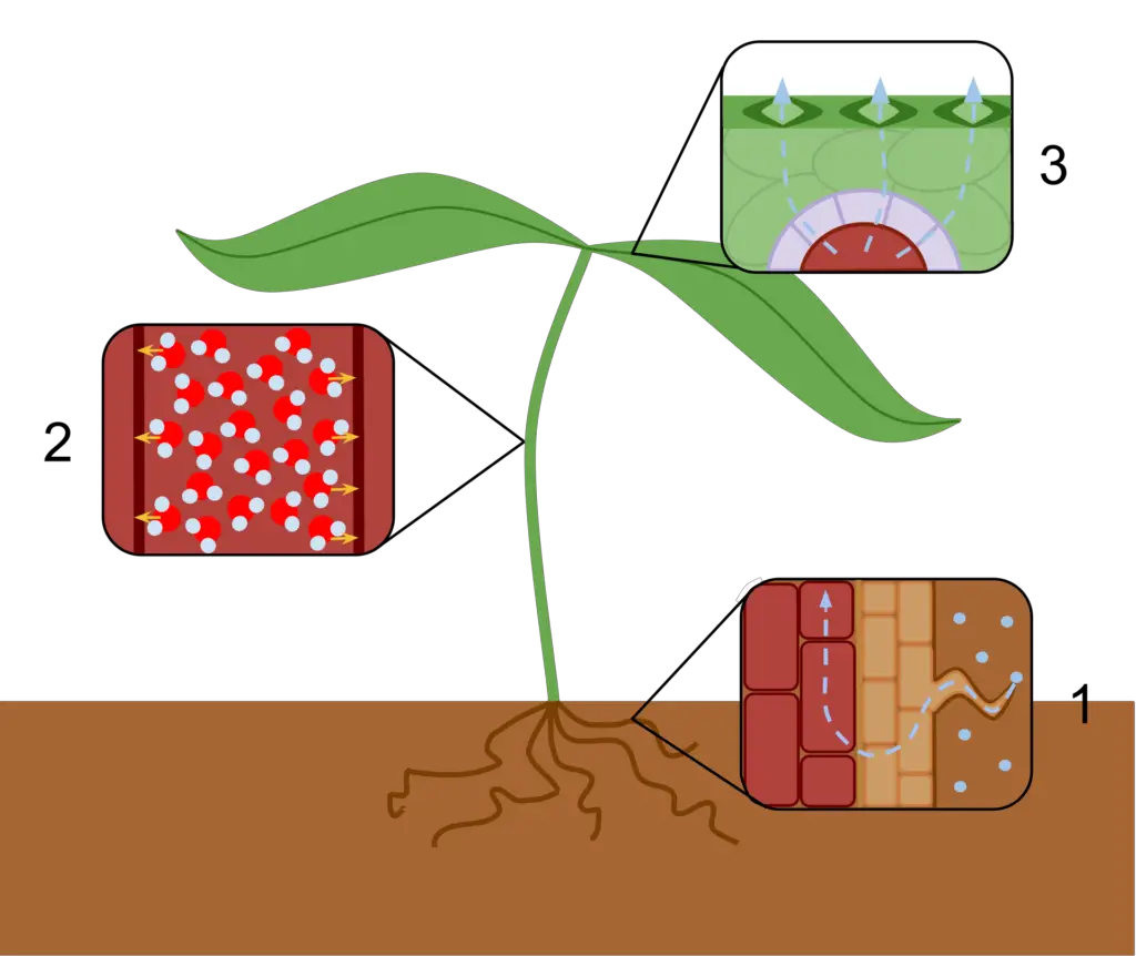 Overview of transpiration