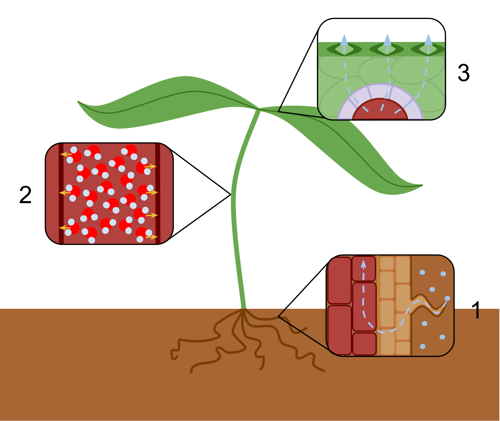 Transpiration - Types, Mechanism, Factors, Significance - Biology Notes ...