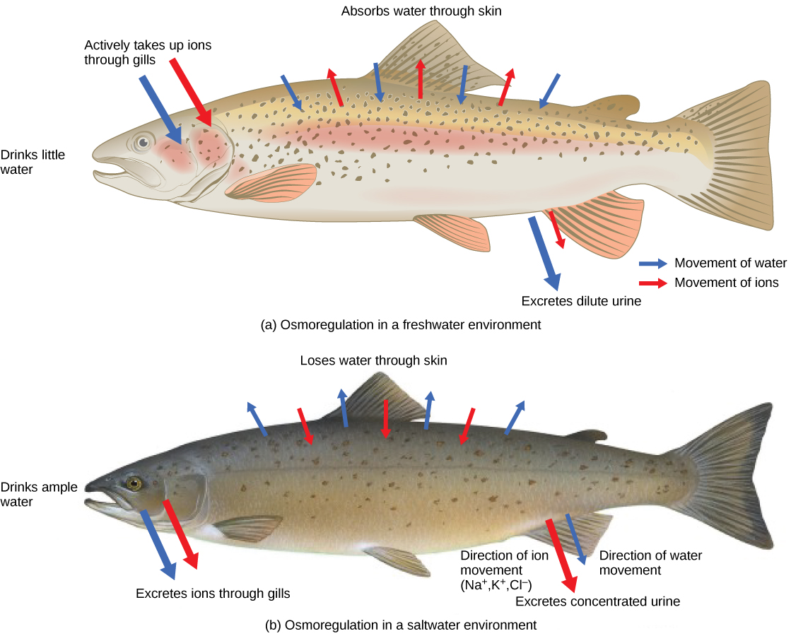Excretory System and Osmoregulation in Fish Biology Notes Online
