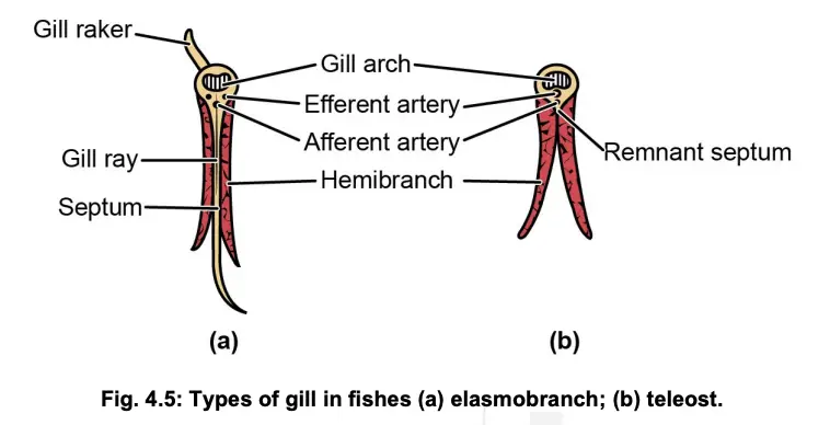 Types of gill in fishes