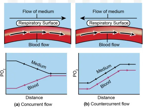 a) Concurrent flow: When blood and water move in the same direction, then no further exchange of O2 takes place after equal concentration is reached. In this condition the pO2 in blood reaches the pO2 levels of the out flowing water; b) Countercurrent flow: favours better absorption of oxygen by blood. Blood enters with low pO2 but leaves the lamellae with nearly the same pO2 as water; Counter current flow also reduces the energy cost of pumping water over the gills.