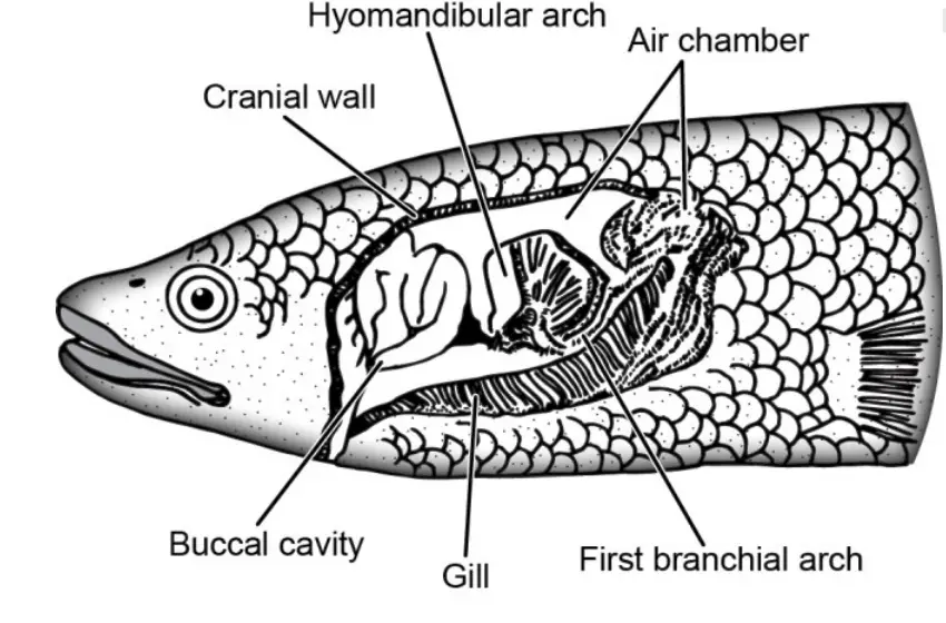 The accessory respiratory organ of Ophiocephalus.