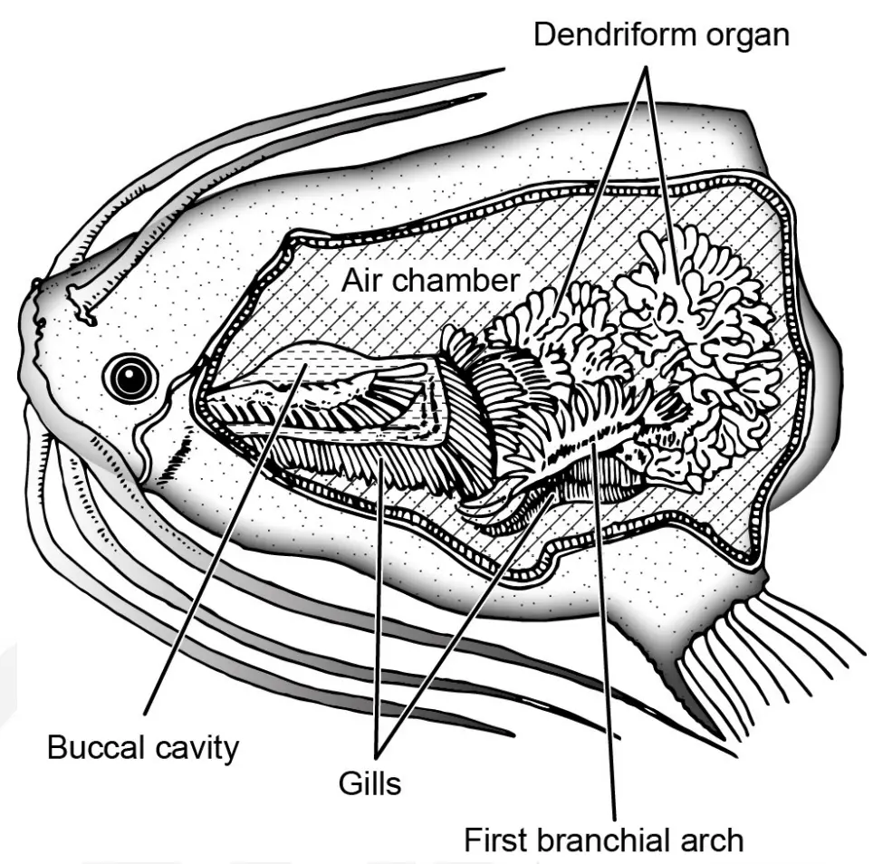 The arboriform accessory respiratory organ of Clarias.