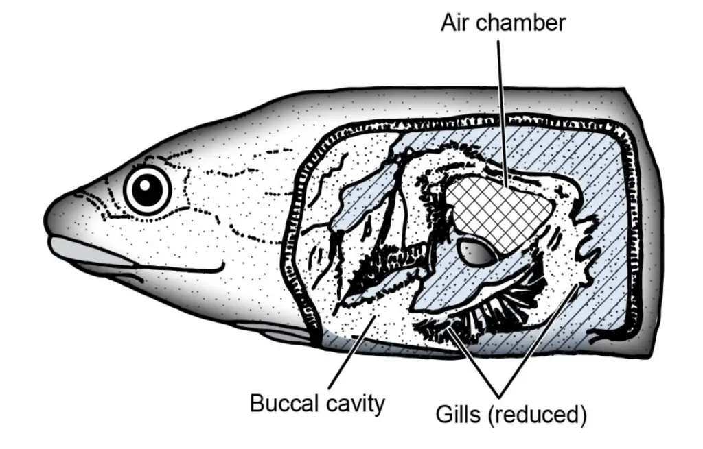 The air chamber in Amphipinous.