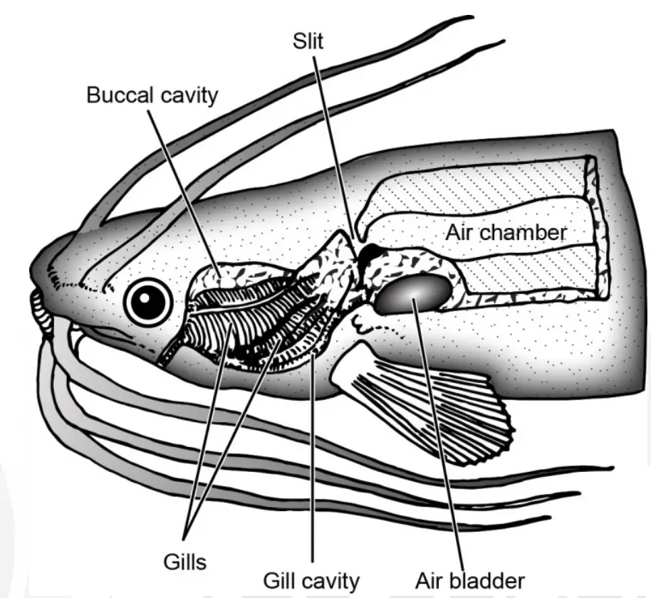 The accessory respiratory organ of Saccobranchus.