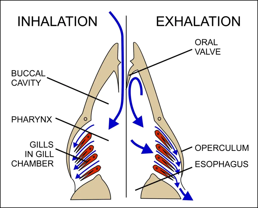 Respiratory mechanism in bony fish