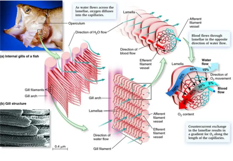 FISH -GAS EXCHANGE