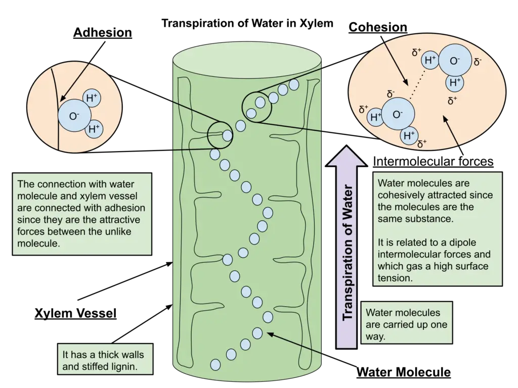 Transpiration of water in xylem