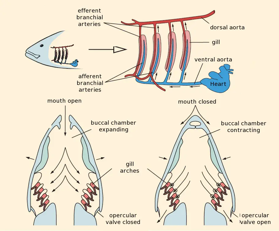 Fish gill respiration

