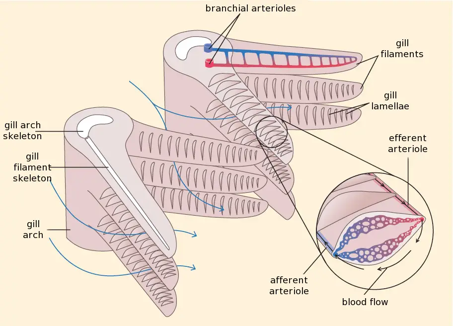 Fish gill structure

