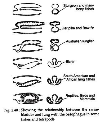 Relationship of Swim-Bladder with Lungs and Auditory Apparatus