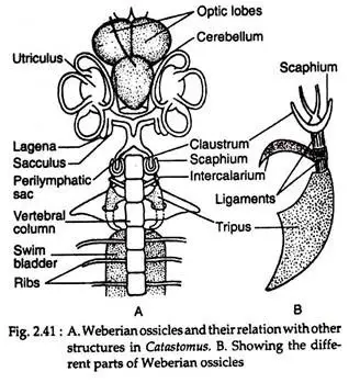 Relationship of Swim-Bladder with Lungs and Auditory Apparatus