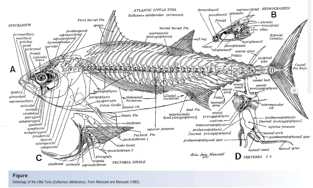 Skeletal System of Fish