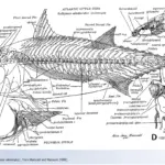 Skeletal System of Fish