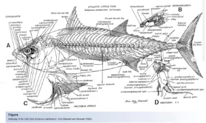 Skeletal System of Fish – Structure, Classification, Functions