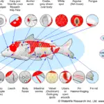 Fish Diseases