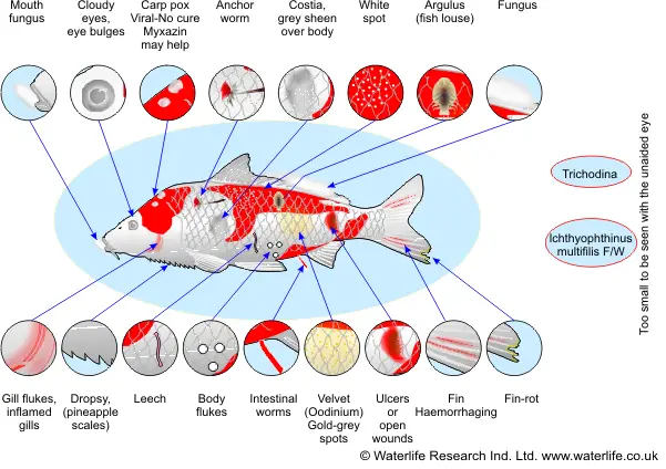 Fish Diseases