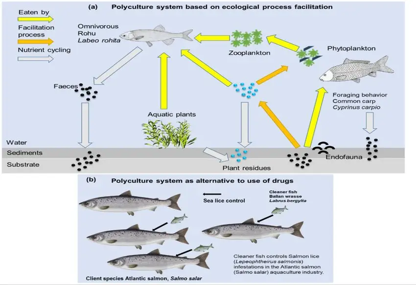 Graphical illustration of a polyculture system