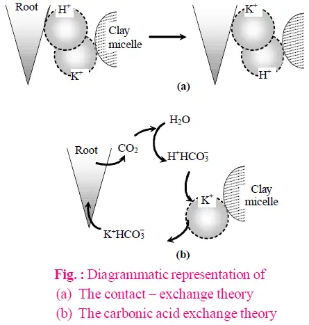 Passive Absorption of Minerals