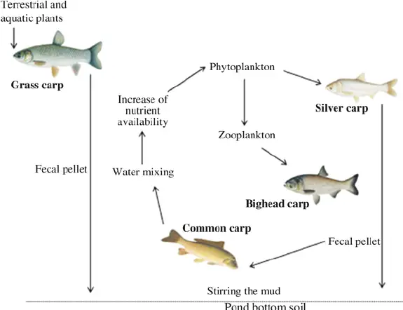 Polyculture of Chinese carp in ponds and the synergies between them